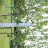 Appelboom 'Malus domestica 'Granny Smit' - Halfstam oude boom