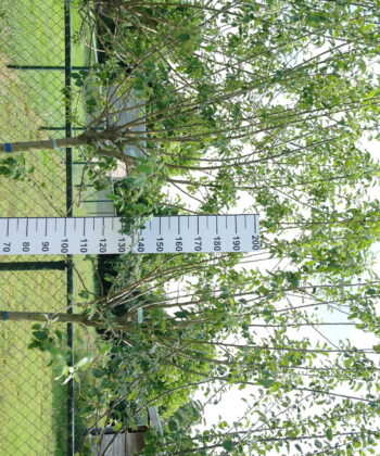 Appelboom 'Malus domestica 'Granny Smit' - Halfstam oude boom