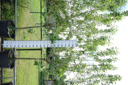 Appelboom 'Malus domestica 'Granny Smit' - Halfstam oude boom
