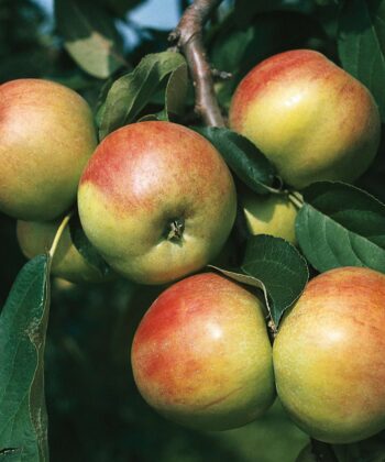 Malus 'Gravensteiner'