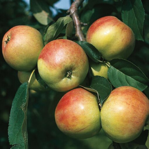 Malus 'Gravensteiner'