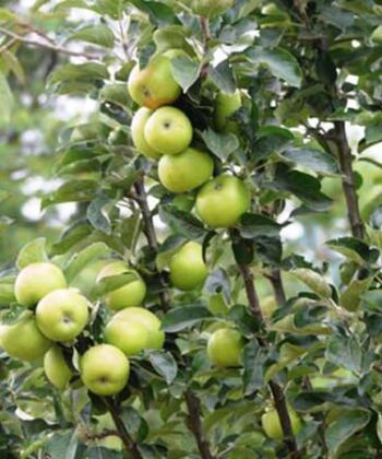 Malus zuilappel ‘Green Sensation'
