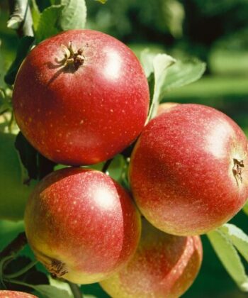 Malus 'Ingrid Marie'