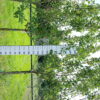 Malus domestica 'James Grieve'