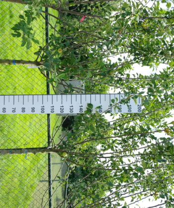 Malus domestica 'James Grieve'
