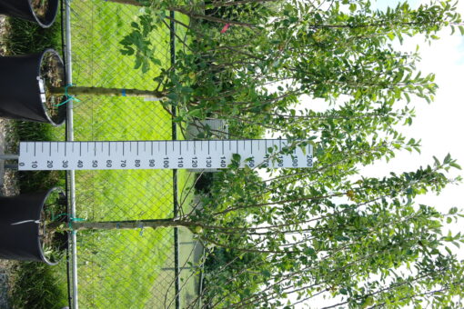 Malus domestica 'James Grieve'