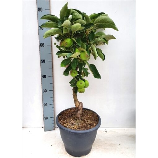 Malus zuilappel ‘Pillar Apple' - Afbeelding 2