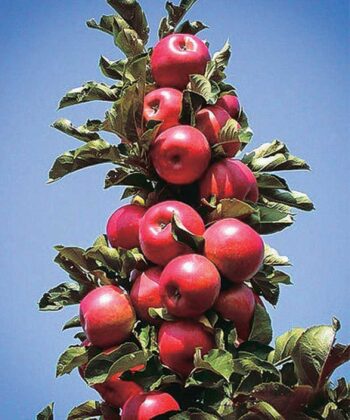 Malus zuilappel ‘Pillar Apple'