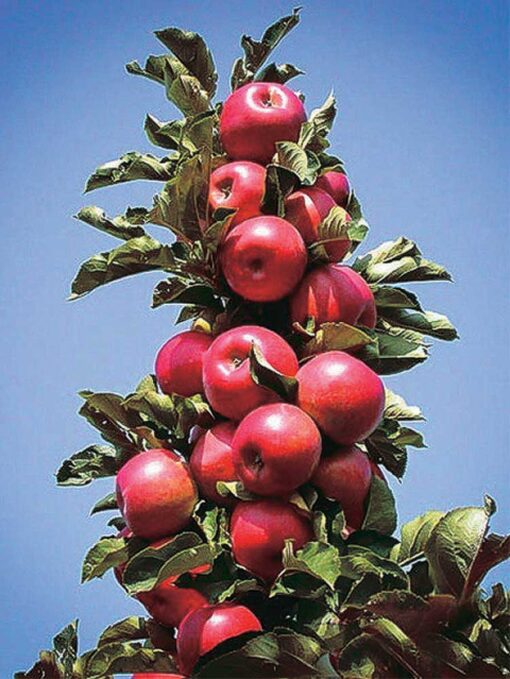 Malus zuilappel ‘Pillar Apple'