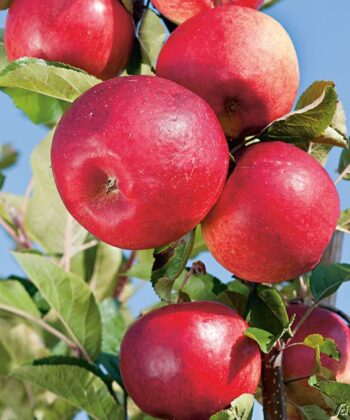 Malus zuilappel ‘Red Sensation'