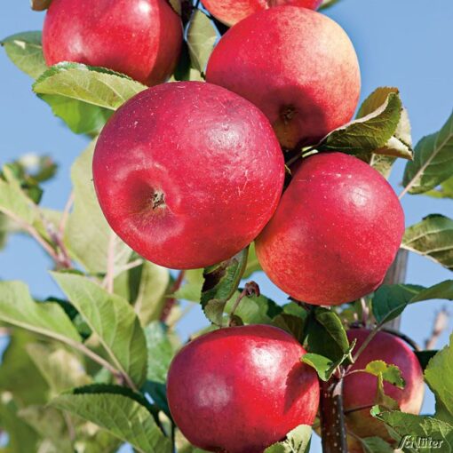 Malus zuilappel ‘Red Sensation'