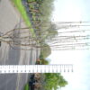 Appelboom 'Reine des Reinettes' multistam