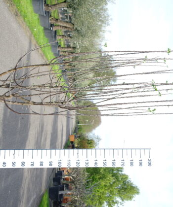 Appelboom 'Reine des Reinettes' multistam