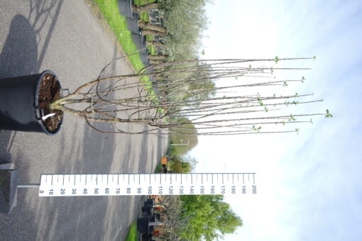 Appelboom 'Reine des Reinettes' multistam