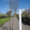 Malus domestica 'Royal Gala'