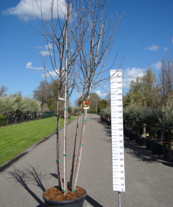 Malus domestica 'Royal Gala'