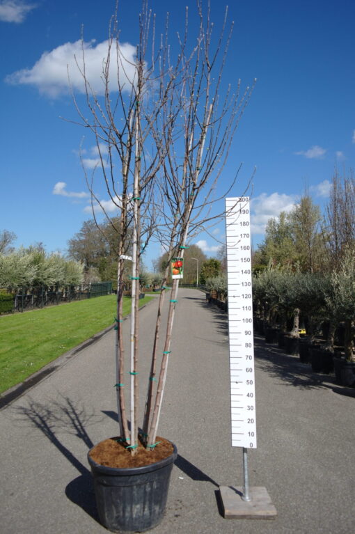 Malus domestica 'Royal Gala'