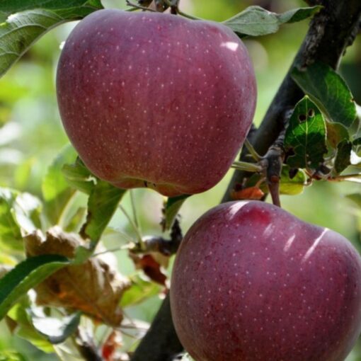 Malus domestica 'Sweet Love'