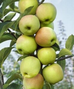 Malus zuilappel ‘Gold Sensation'