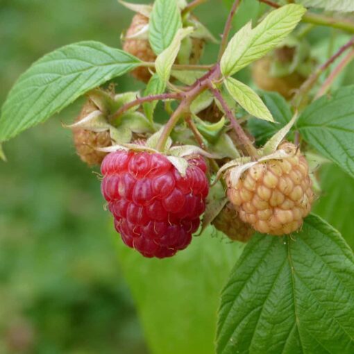 Rubus idaeus ´Meeker´®- framboos