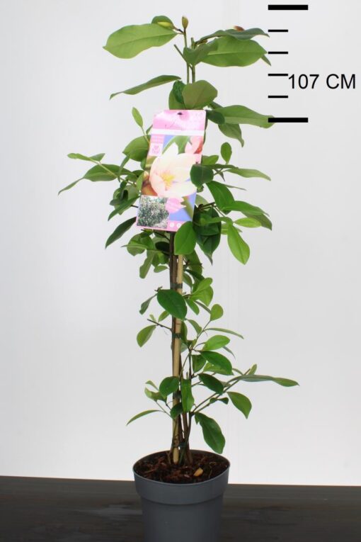 Michelia 'Fairy Magnolia Blush'®