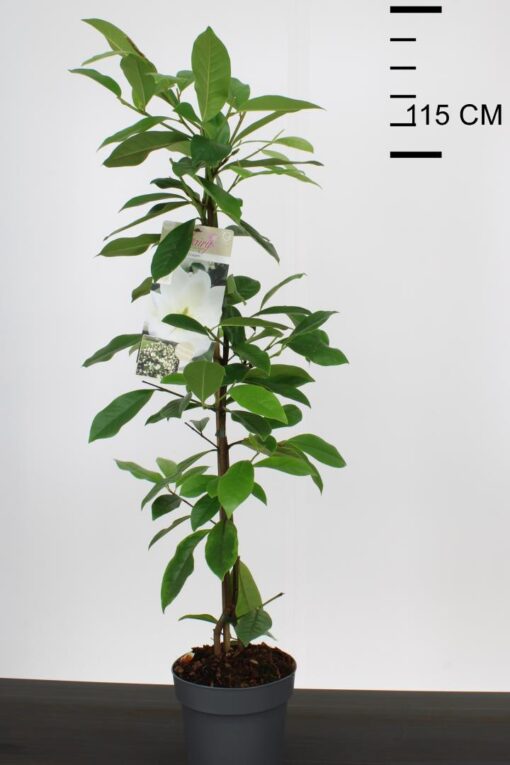 Michelia 'Fairy Magnolia Cream'®
