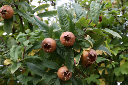 Mespilus Germanica - Mispel - Afbeelding 2