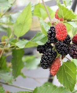 Morus Rotundiloba 'Mojo Berry'®