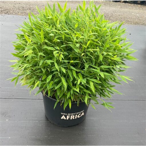 Fargesia murieliae ‘Moontears'