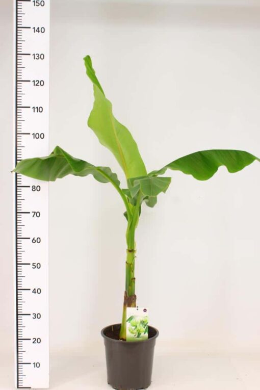 Musa Basjoo - Bananenplant