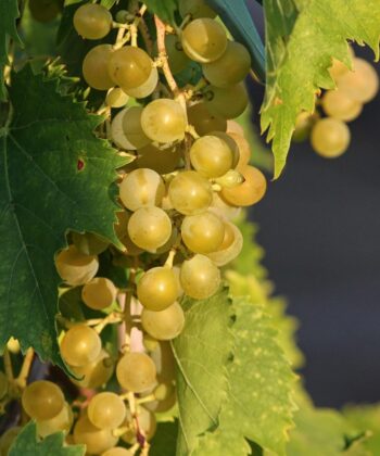 Vitis Vinifera 'Moscatel'