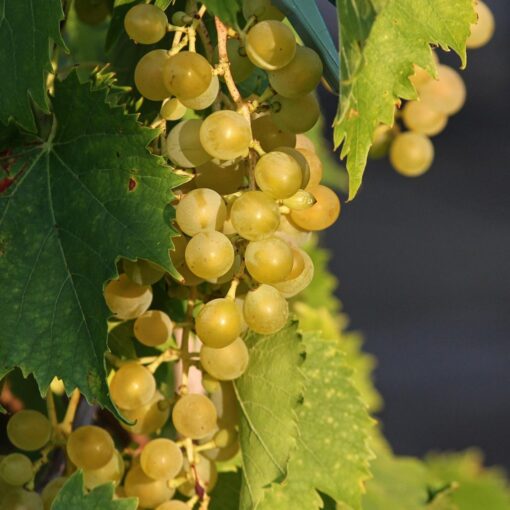 Vitis Vinifera 'Moscatel'