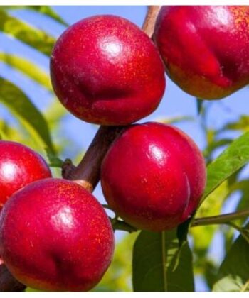 Prunus n. 'Flavortop' - nectarine