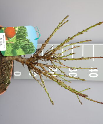 Prunus persica nano 'Rubis' - dwerg Nectarine