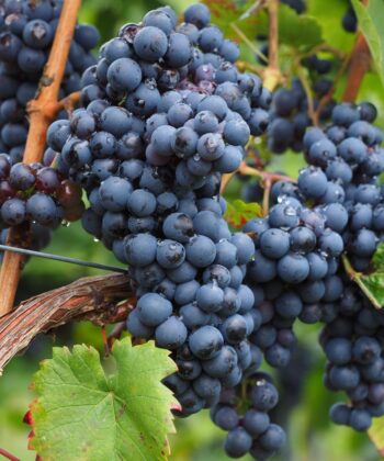 Vitis Vinifera Americana Nero