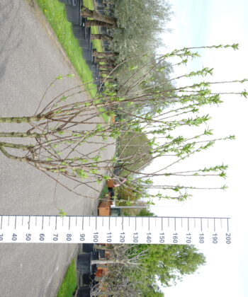 Mespilus Germanica - Mispel
