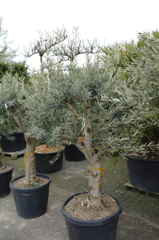 Olijfboom Olea Europea Hojiblanco