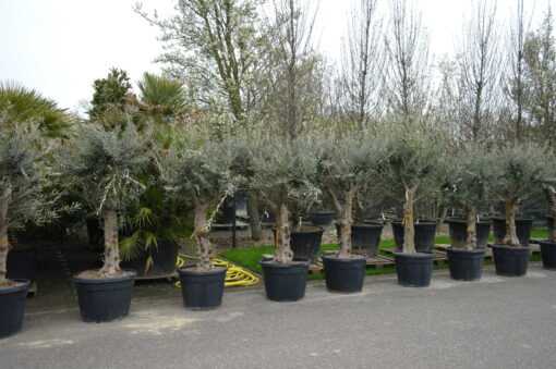 Olijfboom Olea Europea Hojiblanco - Afbeelding 4