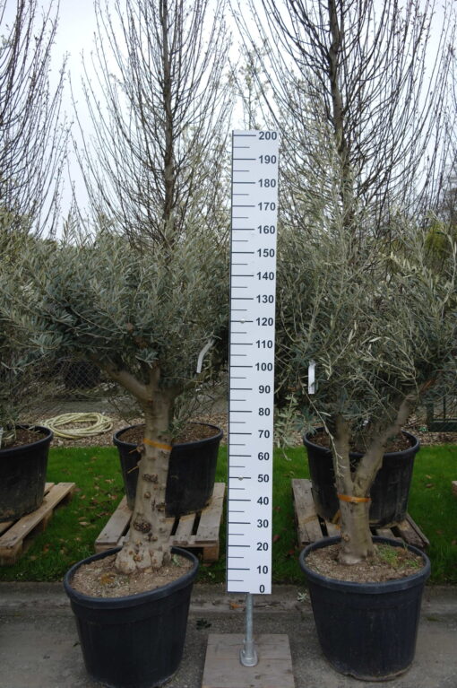Olijfboom Olea Europea Hojiblanco - Afbeelding 2