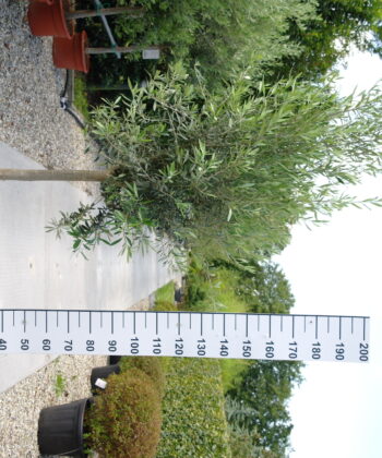 Olijfboom Olea Europea
