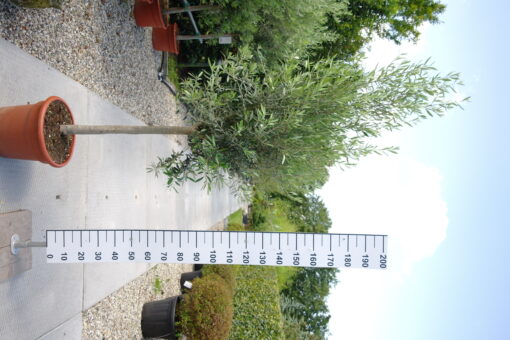 Olijfboom Olea Europea
