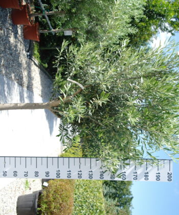 Olijfboom Olea Europea