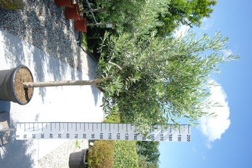 Olijfboom Olea Europea