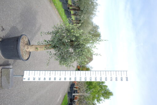 Olijfboom Olea Europea