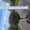 Olijfboom Olea Europea bol geknipt