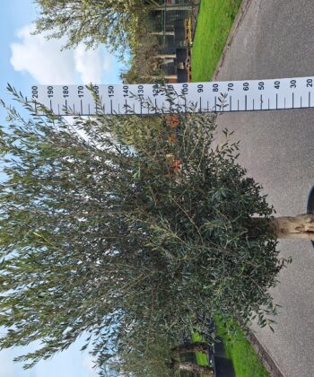 Olijfboom Olea Europea