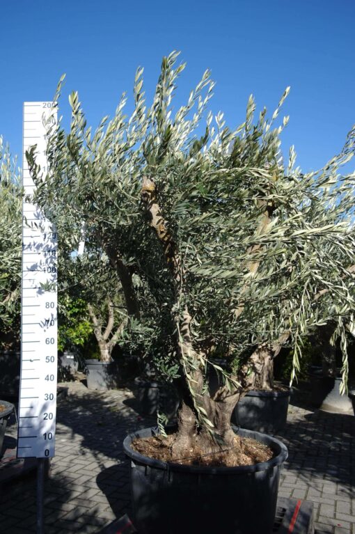 Olijfboom Olea Europea multistam - Afbeelding 2