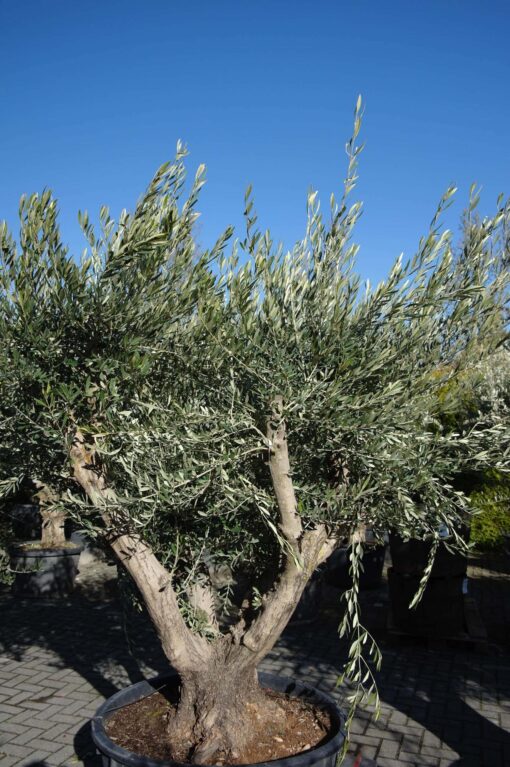 Olijfboom Olea Europea multistam - Afbeelding 3