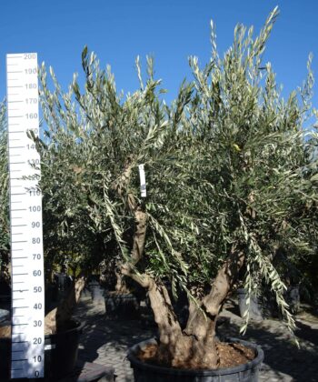 Olijfboom Olea Europea multistam
