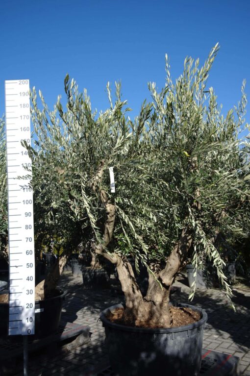 Olijfboom Olea Europea multistam